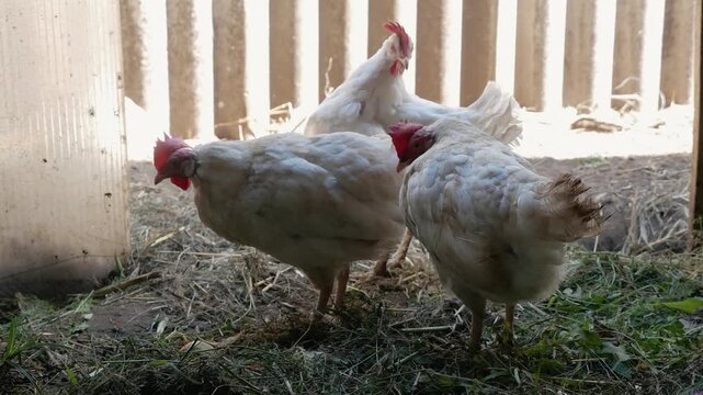 A few white leghorn chickens peck at the ground and forage through cut grass inside a sunlit farm shelter.
