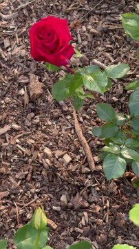 Dolly out shot from a crimson rose to a single large white rose