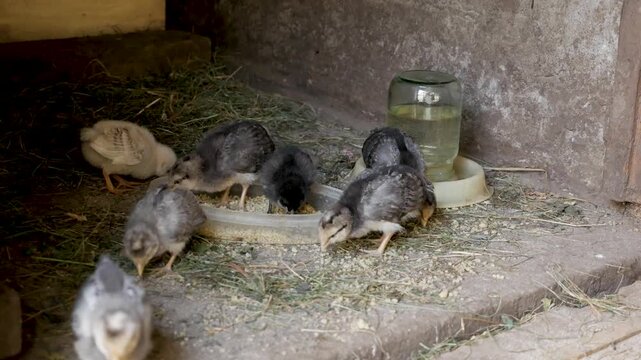 A group of fluffy young chicks cluster around a plastic feeder to eat grain inside a rustic barn.