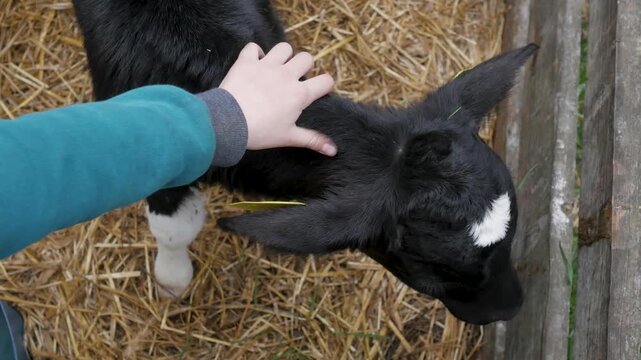 A top-down shot shows a child's hand gently petting the head of a small black and white newborn calf standing on straw bedding.