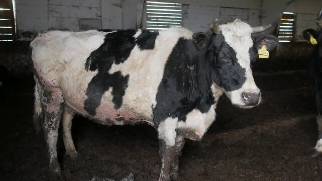 A spotted black and white dairy cow stands on muddy ground inside a rustic brick barn looking around.