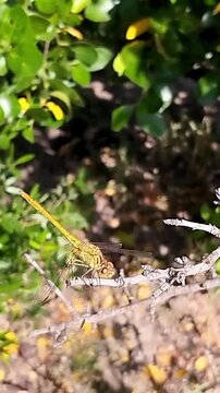 Libellule pos&eacute;e sur une branche
