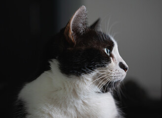 Cat profile portrait looking at copy space on gray background © Valeriia