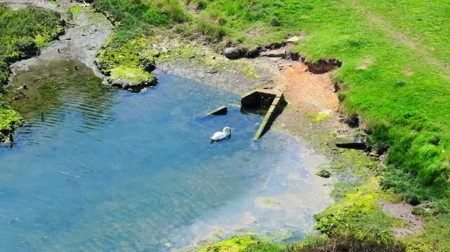 Aerial shot of Swan feeding next to sewer outflow