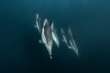 Common dolphin (Delphinus delphis) captured underwater during the annual Sardine Run in South Africa on the Wild Coast in the Indian Ocean. © Kristof