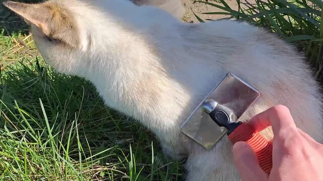 Thai cat enjoying being brushed with red pet brush in green grass