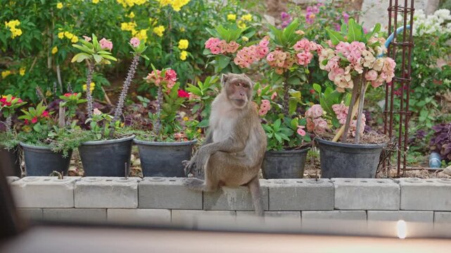 Wild Macaque Monkey Resting Outdoors In Thailand, Exotic Wildlife, Animal Behavior And Travel Destination Concept