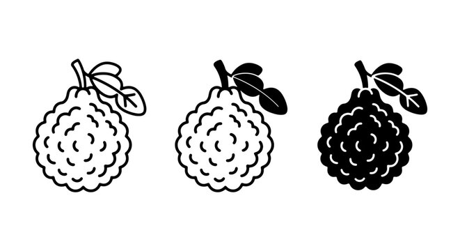 Kaffir Lime Icons Set, Citrus Fruit Vector Graphics, Fresh Ingredient Illustrations, Healthy Food Elements
