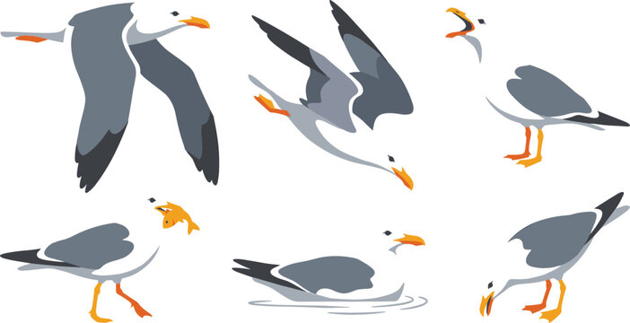 Seagull sea bird vector illustration set featuring marine gulls flying diving swimming standing calling and eating caught fish