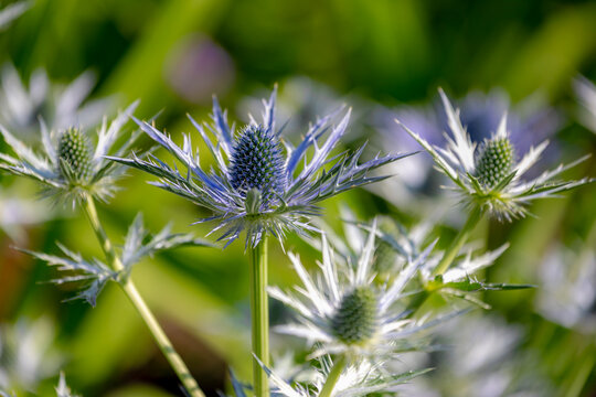 Selective focus of flowers bud of Big Blue in garden, Eryngium zabelii commonly known as Zabel's Sea Holly, Eryngium is a genus of flowering plants in the family Apiaceae, Natural floral background.