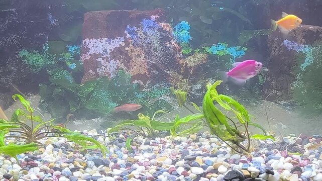 Colorful fish swim in a bright aquarium with lush green plants