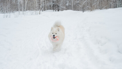 Fototapeta premium A Samoyed dog plays with a puller on a winter walk.