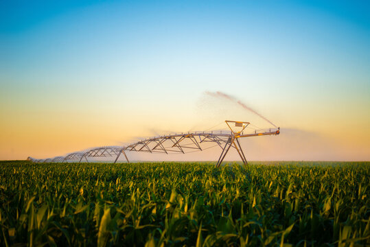 Agricultural irrigation system watering corn field during summer sunset