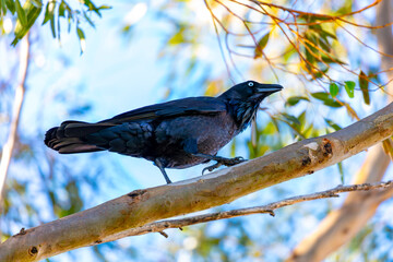 Obraz premium Photograph of an Australian Raven standing on a tree branch on sunny day in the Blue Mountains in New South Wales, Australia