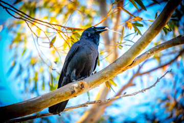 Obraz premium Photograph of an Australian Raven standing on a tree branch on sunny day in the Blue Mountains in New South Wales, Australia