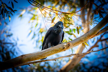 Obraz premium Photograph of an Australian Raven standing on a tree branch on sunny day in the Blue Mountains in New South Wales, Australia