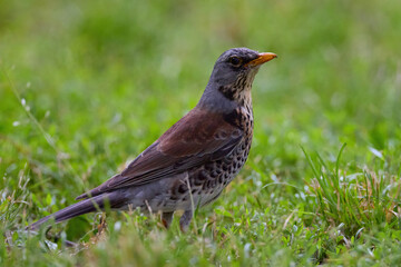 Fototapeta premium Fieldfare (Turdus pilaris) actively foraging for food in the vibrant green spring grass
