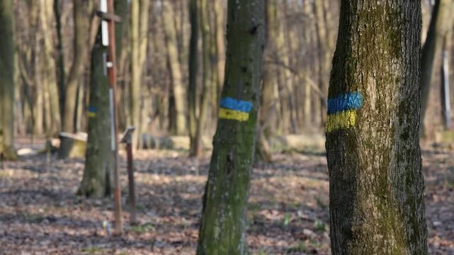 Flags of Ukraine painted on trees in a woodland area show support for the country during uncertain times in nature