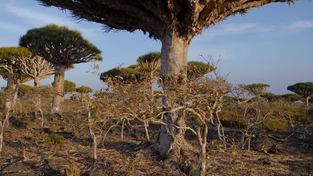 Ancient dragon blood trees spread across a rugged mountain landscape, unique and ecosystem with umbrella-shaped canopies beneath and soft clouds. Steady cam, walking personal perspective of view.