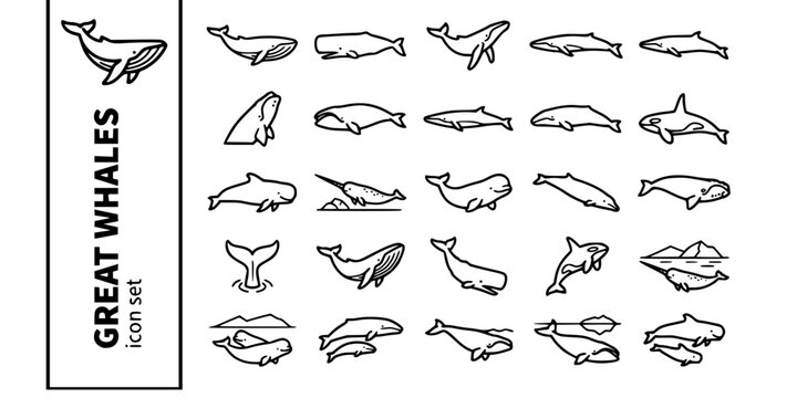 Great Whales Ocean Bold Line Icons-Blue Whale Sperm Whale Humpback Fin Whale Right Whale Bowhead Orca Narwhal Beluga Gray Whale-25 Whale Icon Set Vector