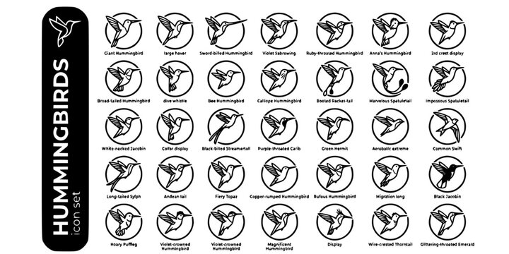 Hummingbirds Swifts Bold Line Icons-Giant Sword-Billed Violet Sabrewing Ruby-Throated Anna's Bee Hummingbird Marvelous Spatuletail-25 Hummingbird Icon Set Vector