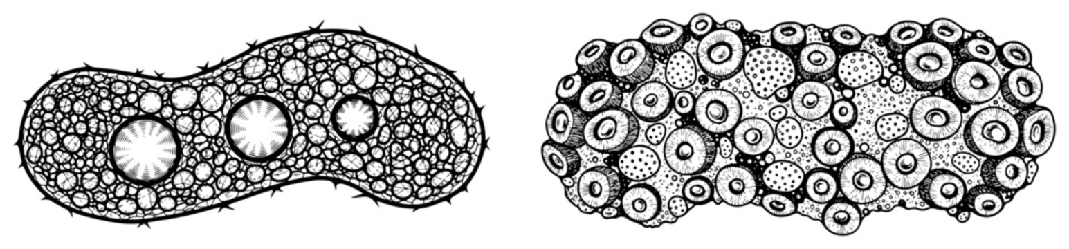 Microscopic paramecium and protozoa unicellular organisms, hand drawn biological sketch of bacteria and cells