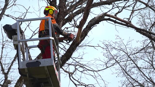Professional arborist with safety gear standing in a bucket truck lift and cutting down a large, dry tree branch with a powerful chainsaw during seasonal maintenance or land clearing