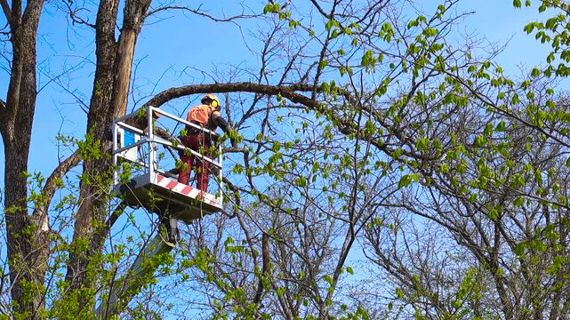 Professional lumberjack in a safety helmet working from an aerial work platform, using a powerful chainsaw to prune a large tree branch against a clear blue sky during a sunny day