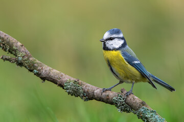 Eurasian Blue Tit Perched on Lichen Covered Branch © DK Visuals 