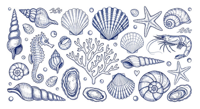 Vintage seashell and marine life vector set, hand drawn blue ink sea shells and coral illustrations, nautical starfish and seahorse collection