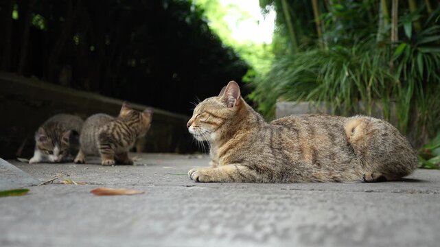 A Cat Family on the Pavement in Wuxi Lingshan Scenic Area