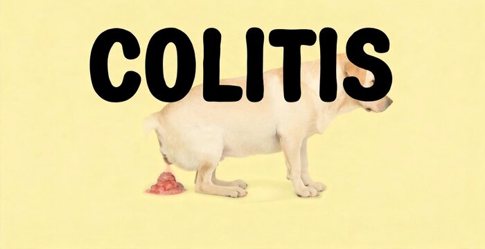 Colitis is a condition affecting the colon, often causing inflammation and discomfort. This image depicts a dog experiencing an episode, with the word COLITIS prominently displayed.