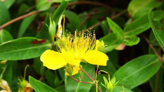 Close up of a single Chinese Hypericum flower during the day 4K25p