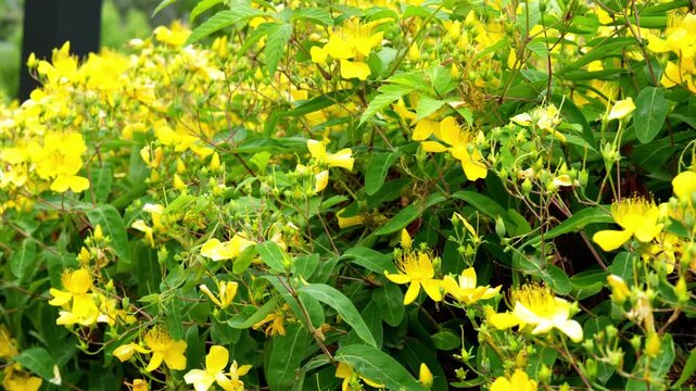 Yellow Chinese Hypericum flower bushes