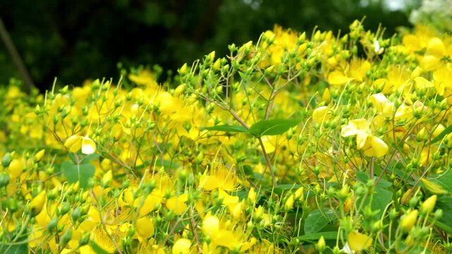 Chinese Hypericum flower growing on bushes 4K25p