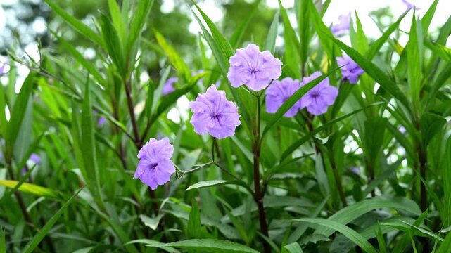 Three Mexican Bluebell flowers in nature (Ruellia simplex) 4K25p