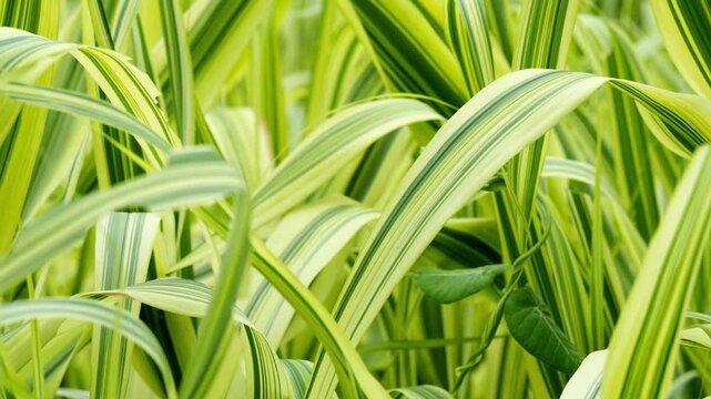 Close Up details of Arundo donax (Giant Reed Grass) 4K25p
