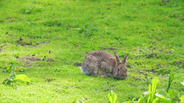 Wild rabbit grazing in a green grass field, surrounded by natural countryside habitat on a bright spring day in the United Kingdom.