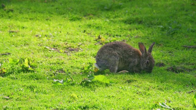 Wild rabbit feeding in a green grass field, surrounded by natural countryside habitat and soft spring sunlight in the United Kingdom.