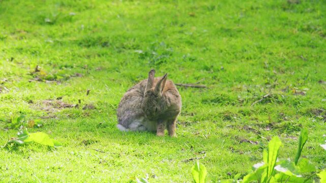 Wild rabbit grooming or feeding in a green grass field, surrounded by natural countryside habitat on a bright spring day in the United Kingdom.