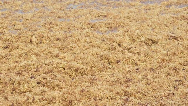 sargassum seaweed floating in ocean
