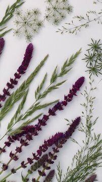 Wild Meadow Flowers and Herbs Flat Lay Rotating on White Background. Botanical Composition of Salvia and Cow Parsley. Rotation Wildflower Arrangement with Meadow Plants and Grasses Vertical Video