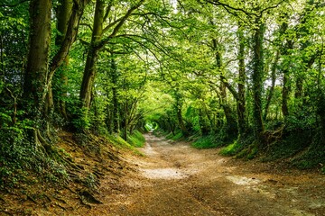 The Windmill Trail, Halnaker Hill , Boxgrove Village, West Sussex, England © Maciej Olszewski