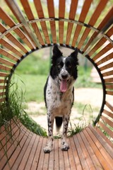 Fototapeta premium Cute dog running through wooden tunnel at training ground
