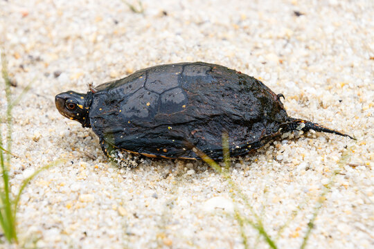 protected species Spotted Turtle Clemmys guttata full size with damaged melting carapace and mosquitos closeup face eyes legs in sand