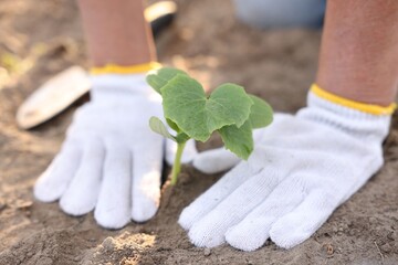 Naklejka premium Senior woman planting cucumber seedling into soil outdoors, closeup