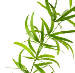 Fototapeta premium Branches with green bamboo leaves on white background