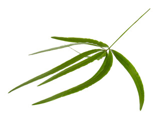 Fototapeta premium Green bamboo leaves isolated on white. Exotic plant