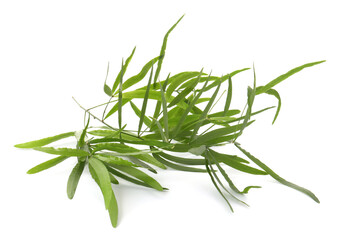 Fototapeta premium Branches with green bamboo leaves isolated on white