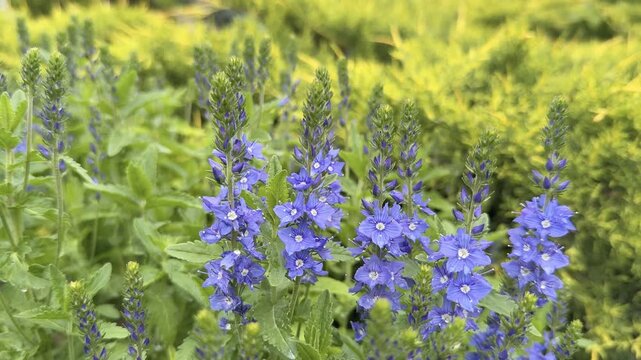 Blooming blue veronica spicata flowers against yellow old gold juniper bush in summer garden